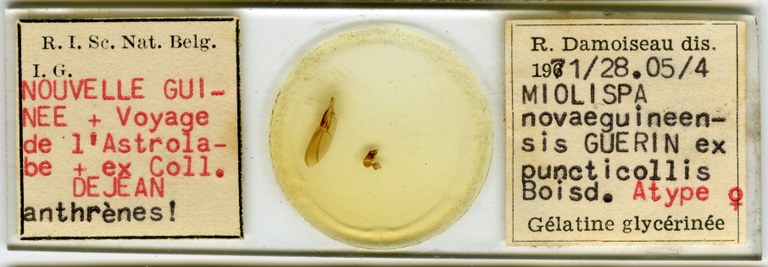 Miolispa novaeguineensis at Microscopic preparation.jpg