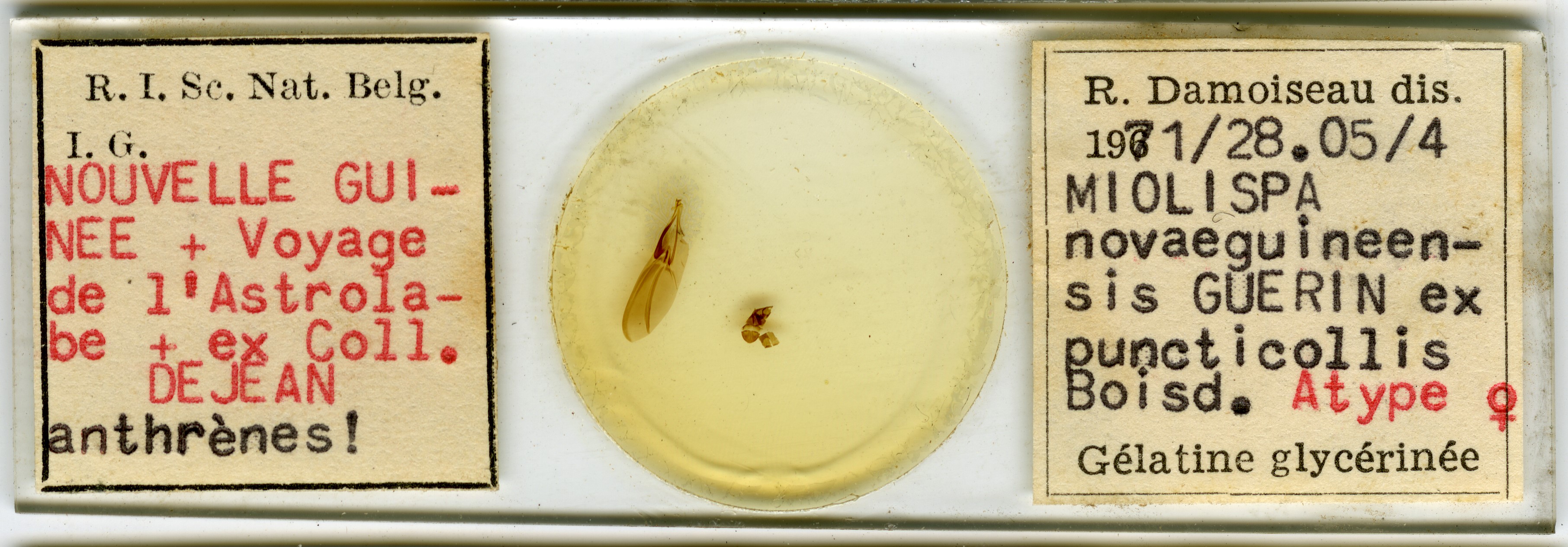 Miolispa novaeguineensis at Microscopic preparation.jpg