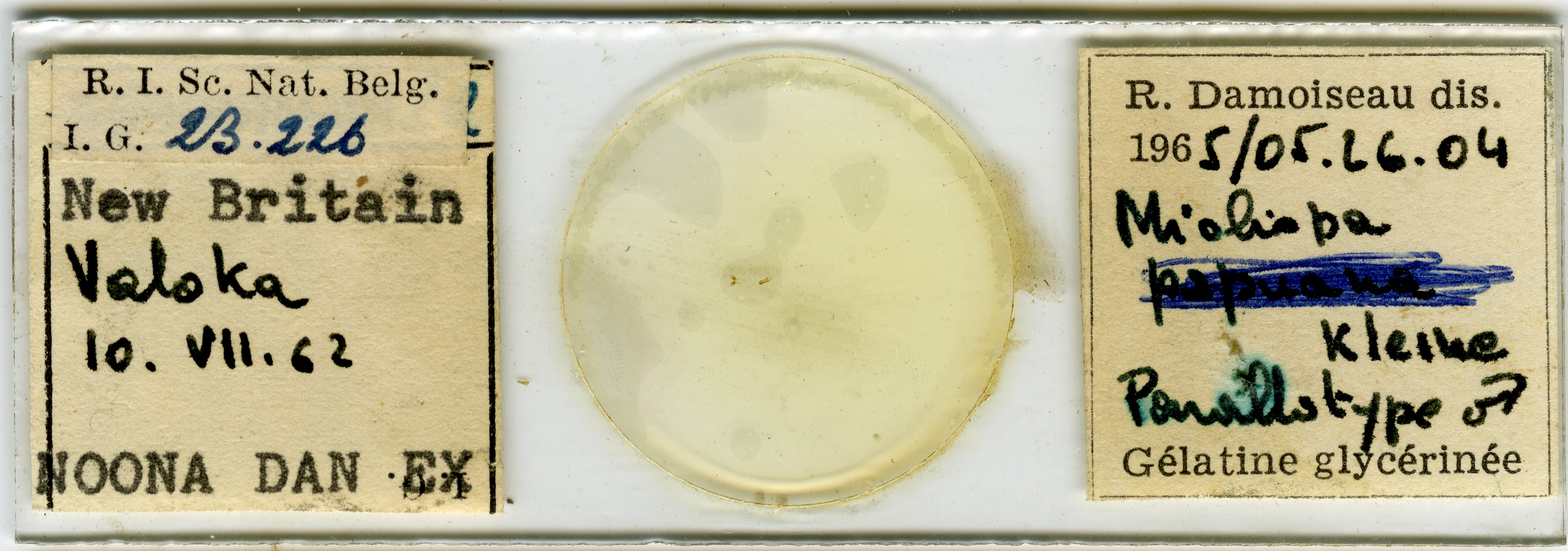 Miolispa papuana pat Microscopic preparation.jpg