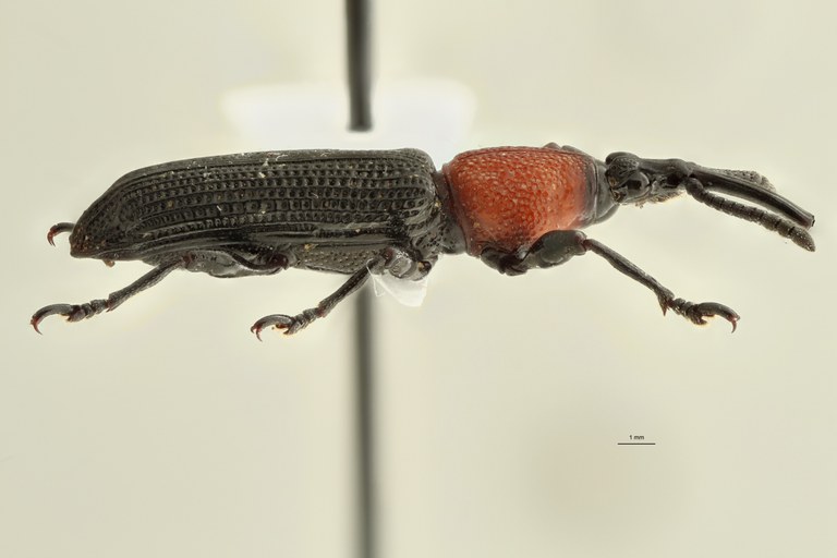 Miolispa philippinensis pt L D ZS PMax.jpg