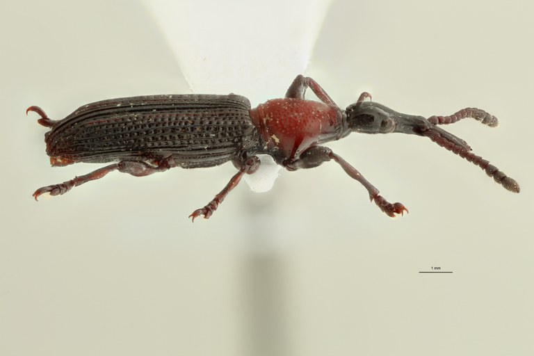 Miolispa philippinensis ht L ZS PMax.jpg