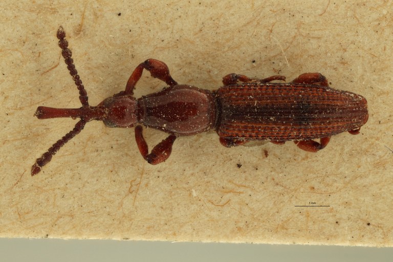 Miolispa pirithorax pt D ZS PMax.jpg