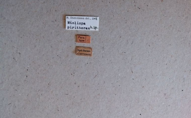 Miolispa pirithorax pt Labels.jpg