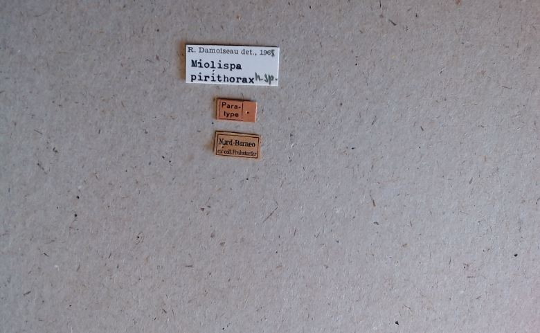Miolispa pirithorax pt Labels.jpg