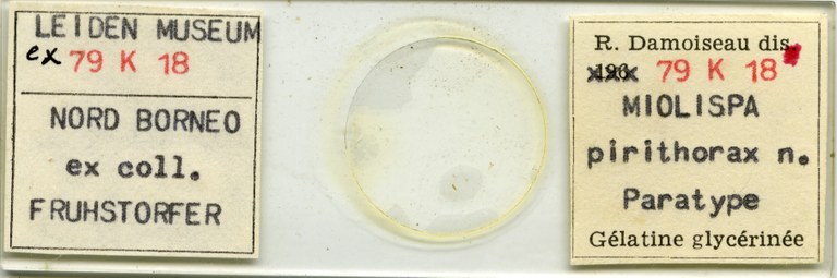 Miolispa pirithorax pt Microscopic preparation.jpg