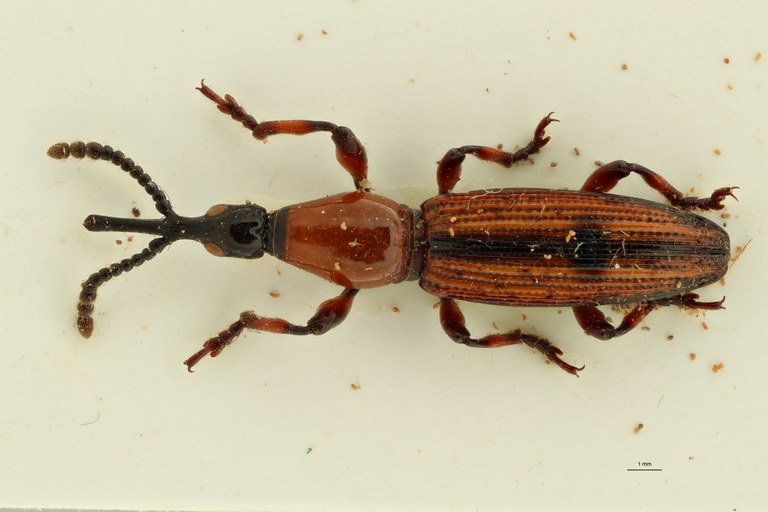 Miolispa superba pt D ZS PMax.jpg