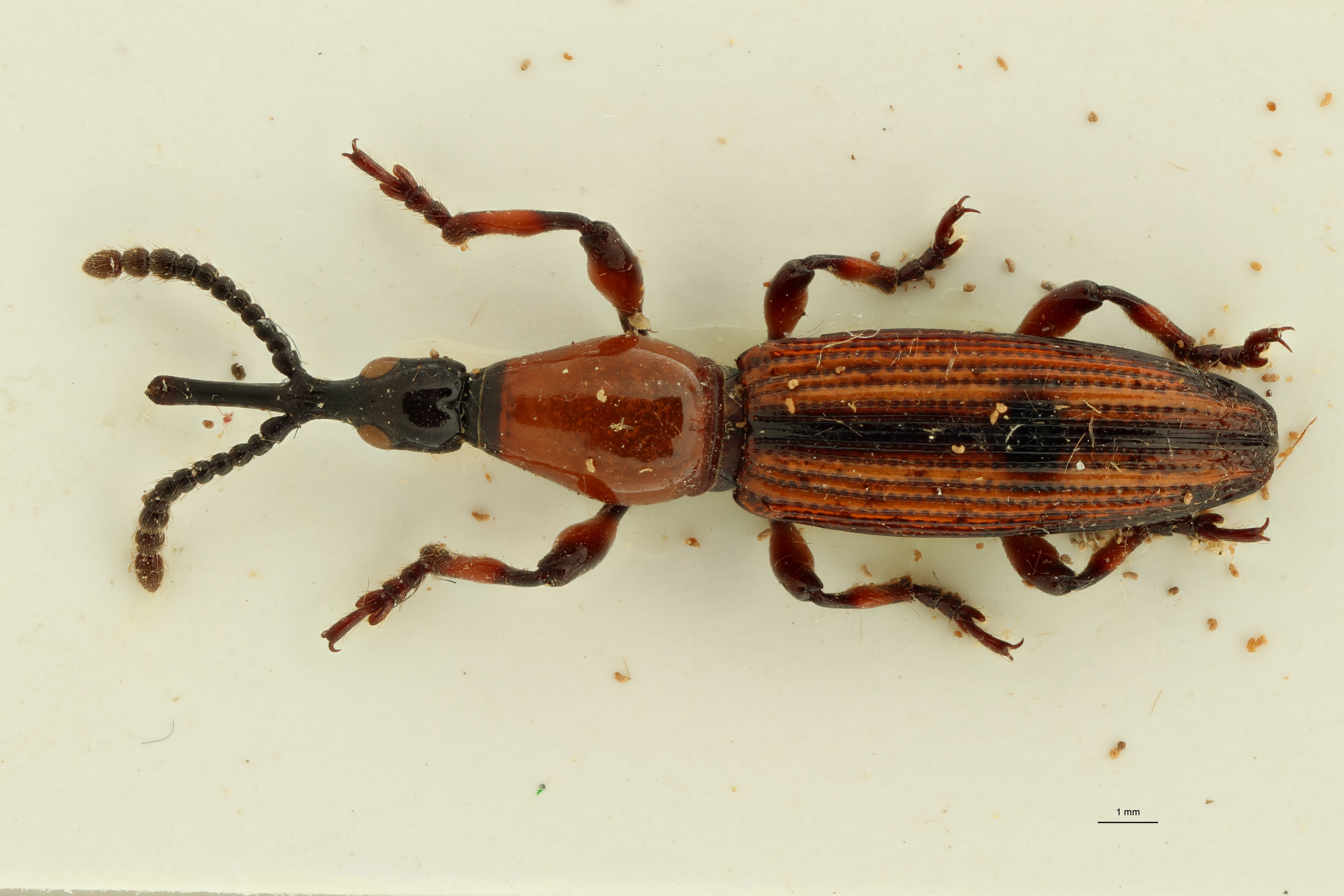 Miolispa superba pt D ZS PMax.jpg