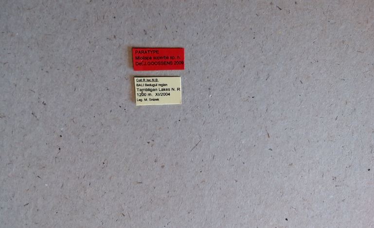 Miolispa superba pt Labels.jpg