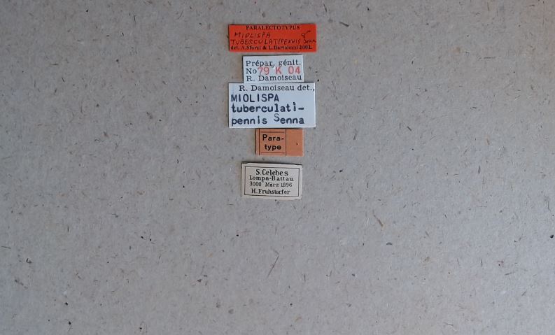 Miolispa tuberculatipennis plt Labels.jpg
