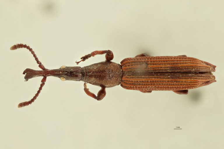 Miolispa variabilis pt D ZS PMax.jpg