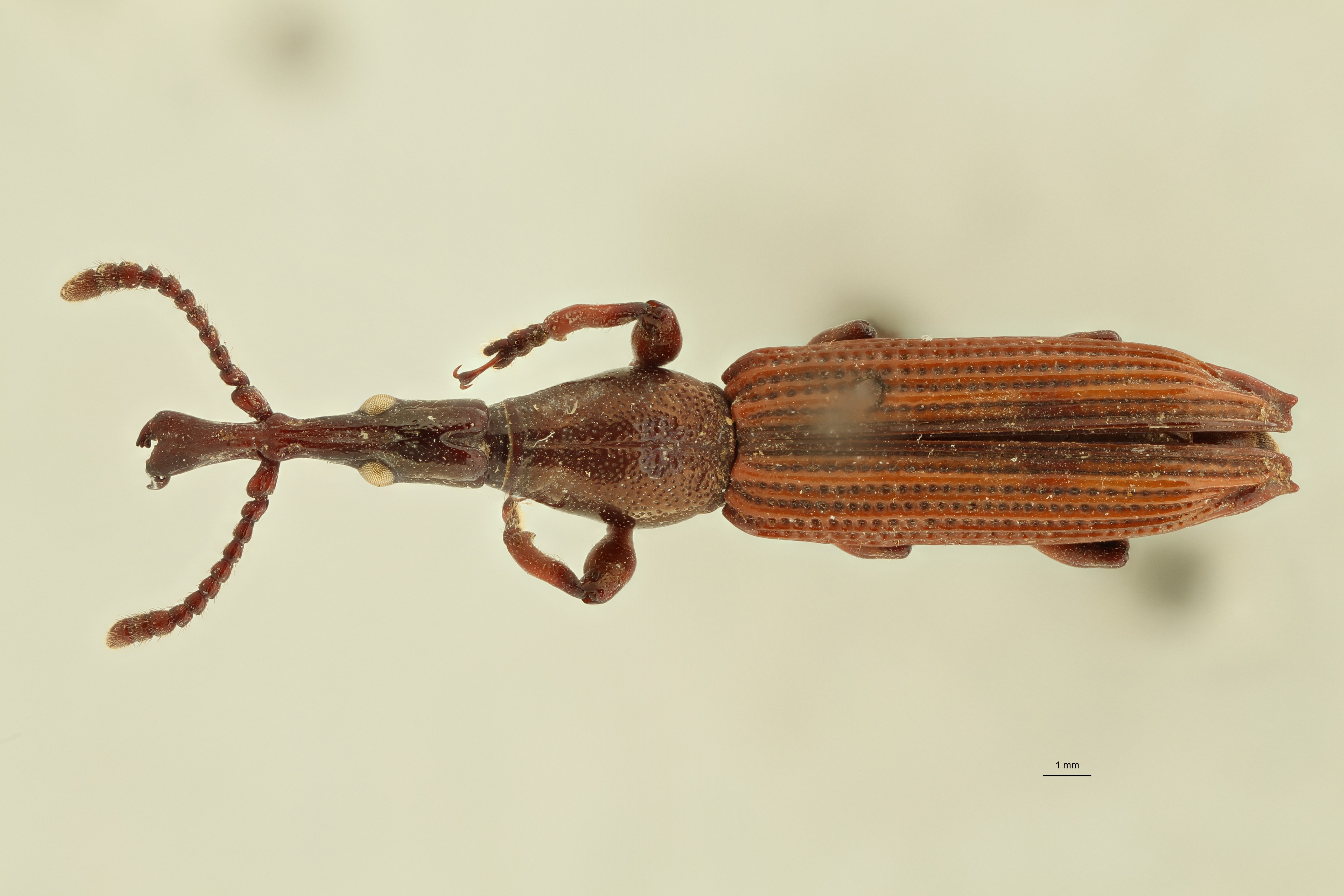 Miolispa variabilis pt D ZS PMax.jpg