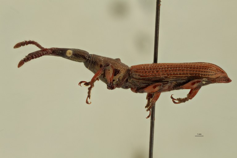 Miolispa variabilis pt L ZS PMax.jpg