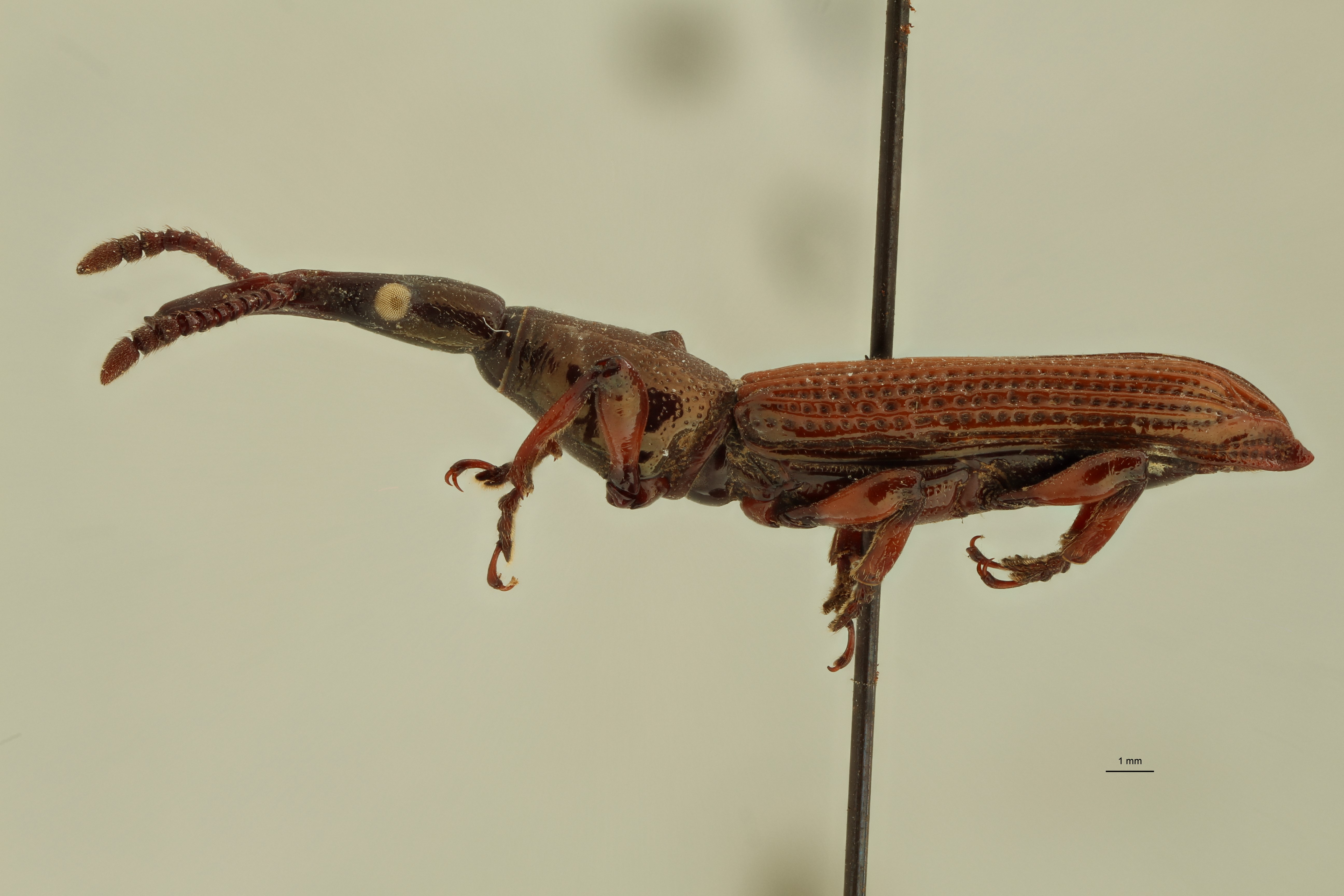 Miolispa variabilis pt L ZS PMax.jpg