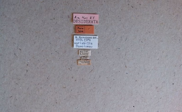 Miolispa variabilis pt Labels.jpg