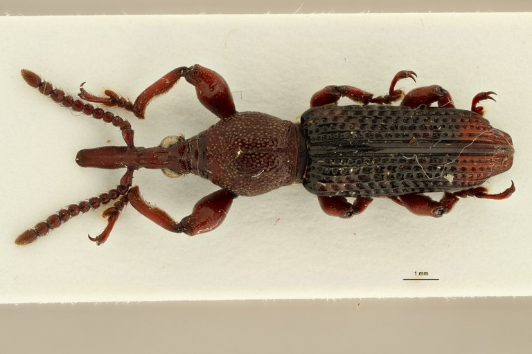 Miolispoides laoticus pt D ZS PMax.jpg