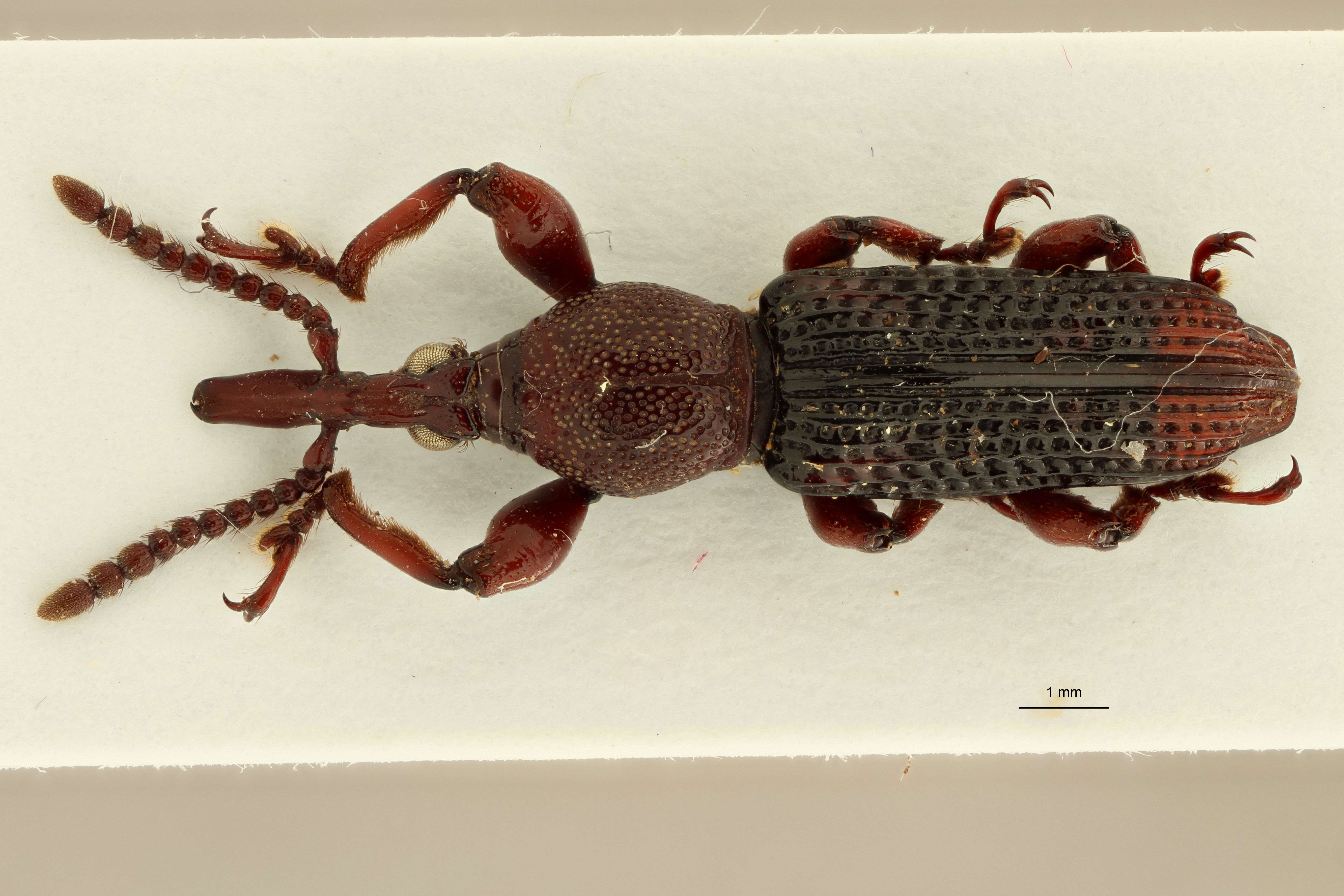 Miolispoides laoticus pt D ZS PMax.jpg