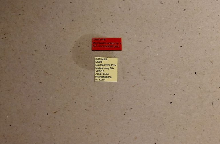 Miolispoides laoticus pt Labels.jpg
