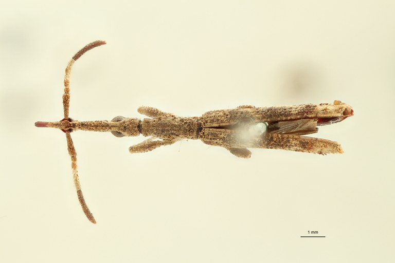 Ulocerus longicornis plt D ZS PMax.jpg