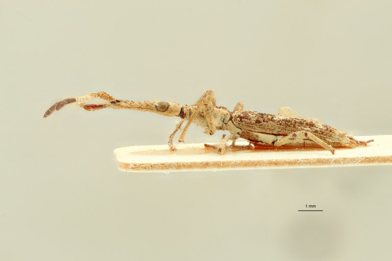 Ulocerus longicornis plt L ZS PMax.jpg