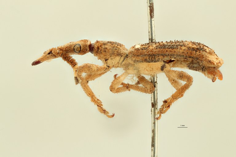 Ulocerus nigrolineatus lt L ZS PMax.jpg