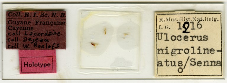 Ulocerus nigrolineatus lt Microscopic preparation.jpg