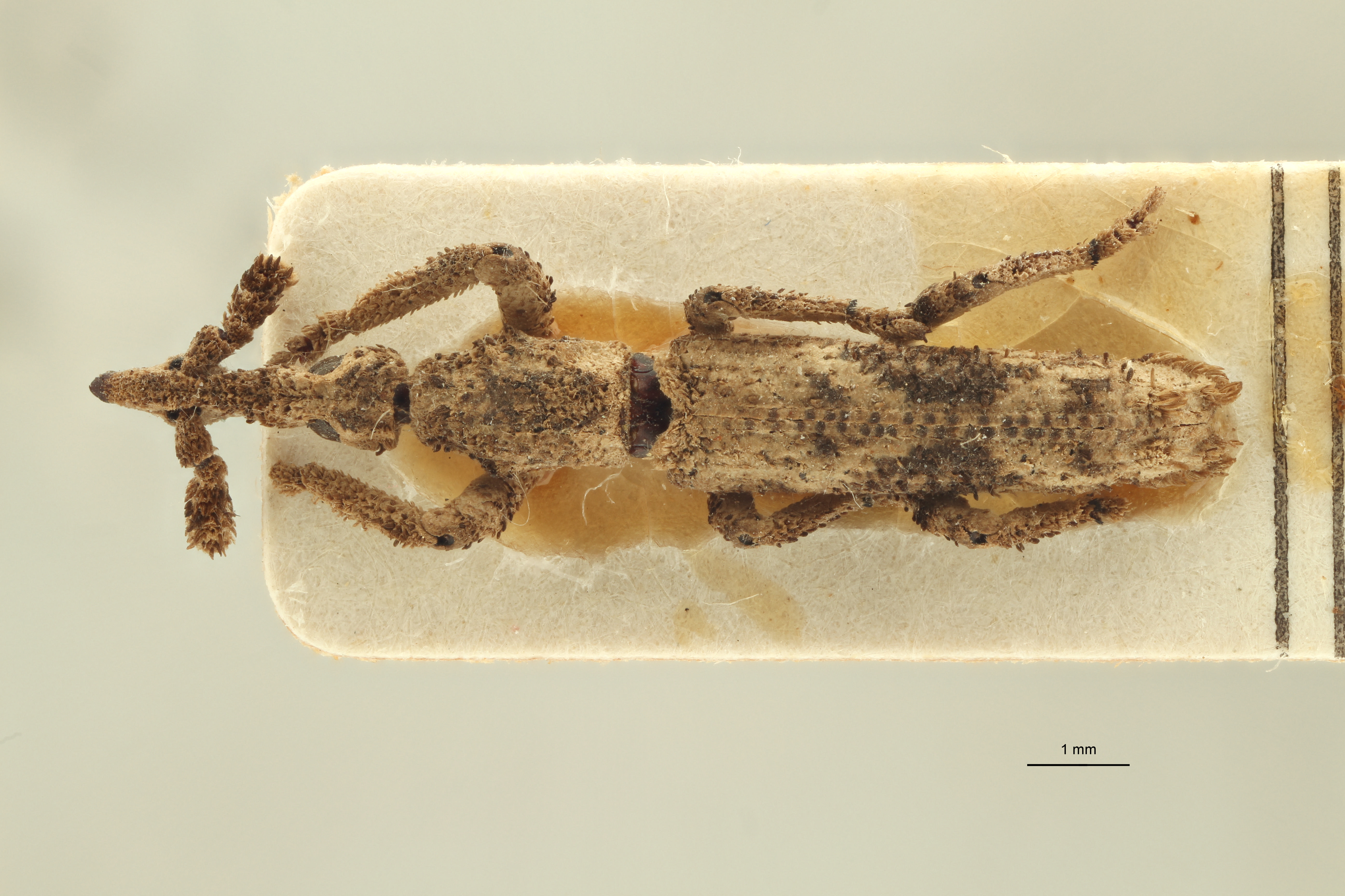 Ulocerus sordidus cotype D ZS PMax.jpg