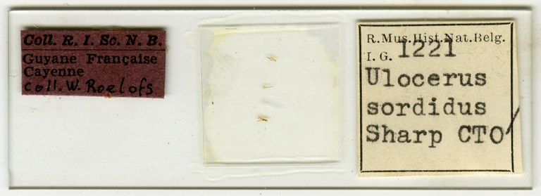Ulocerus sordidus cotype Microscopic preparation.jpg