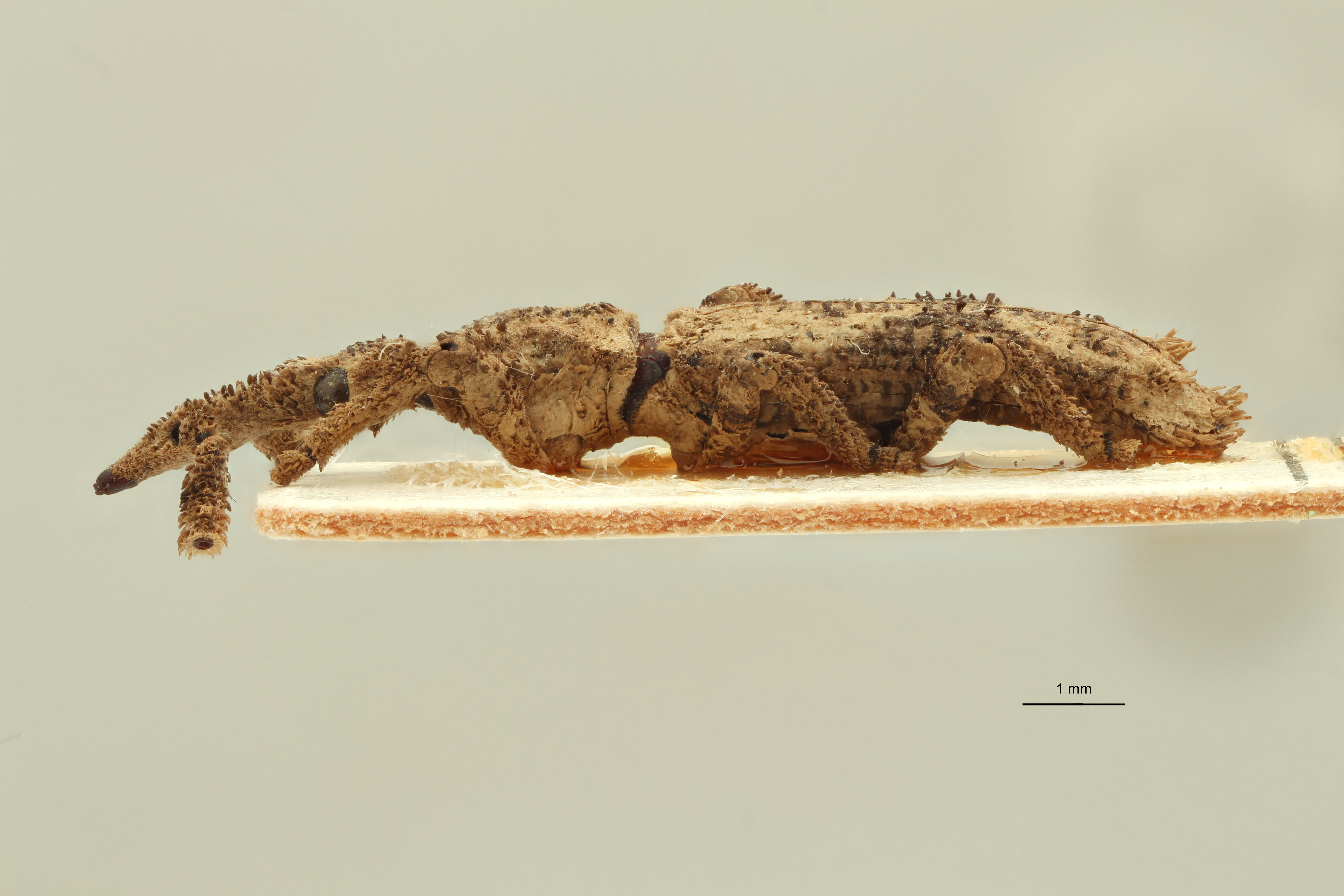 Ulocerus sordidus cotype L ZS PMax.jpg