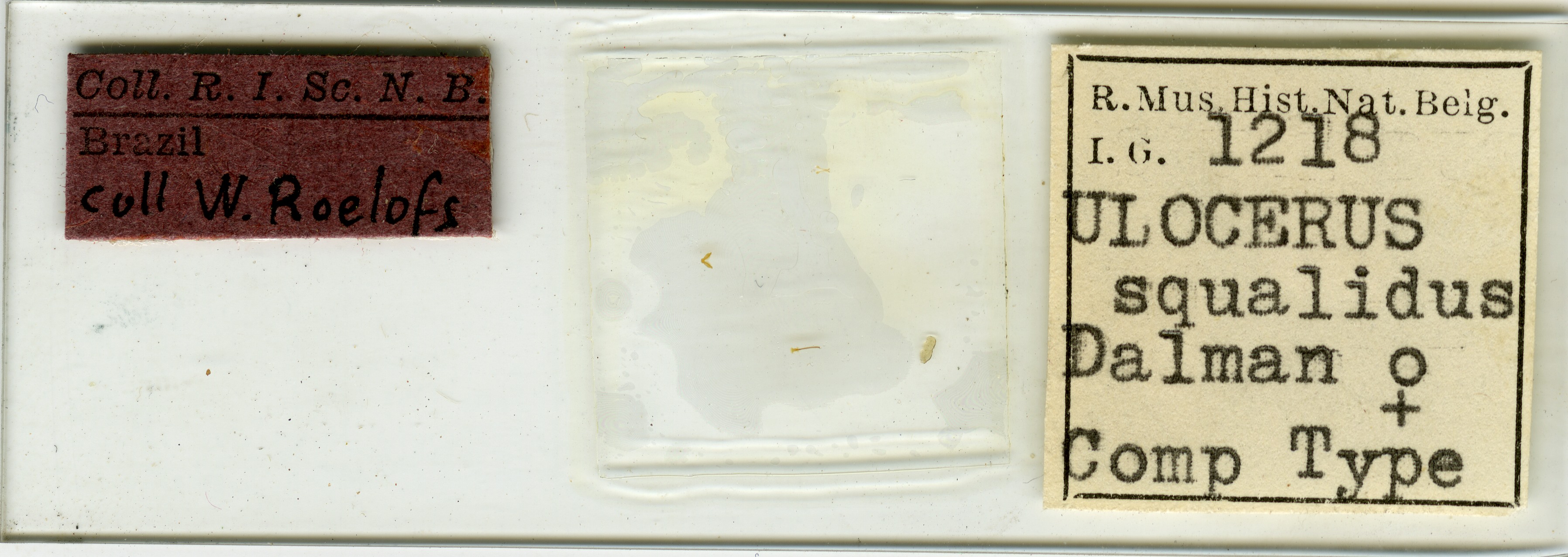 Ulocerus squalidus cotype Microscopic preparation.jpg