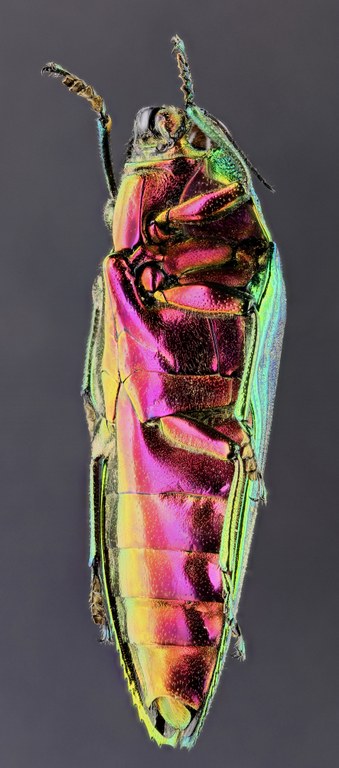 Callopistus castelnaudi 51083zs04.jpg Callopistus castelnaudi 51083zs04.jpg