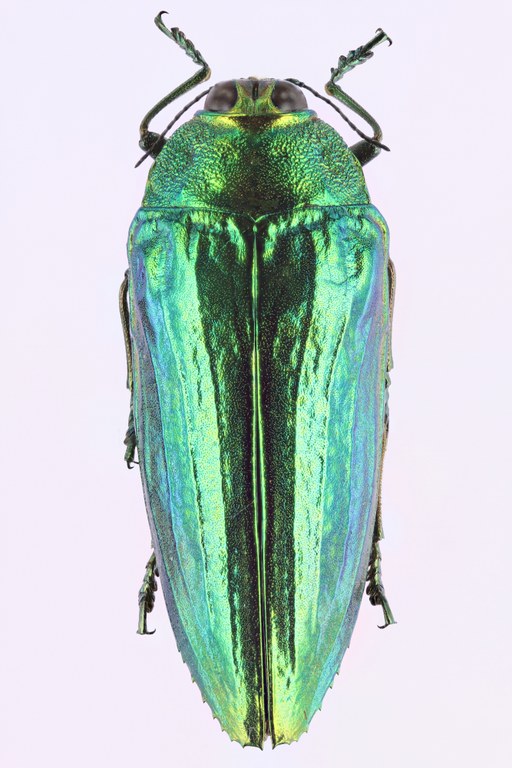 Callopistus castelnaudi 51105zs15.jpg Callopistus castelnaudi 51105zs15.jpg