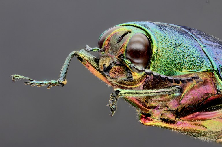 Callopistus castelnaudi 51116zs53.jpg Callopistus castelnaudi 51116zs53.jpg