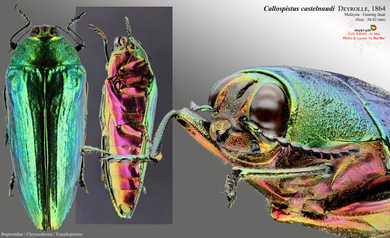 Callopistus castelnaudi.jpg Callopistus castelnaudi.jpg