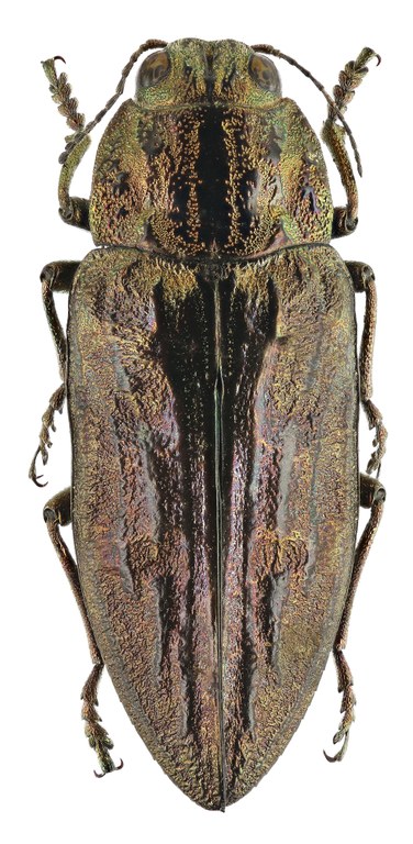 Chalcophora mariana 51847zs61.jpg Chalcophora mariana 51847zs61.jpg