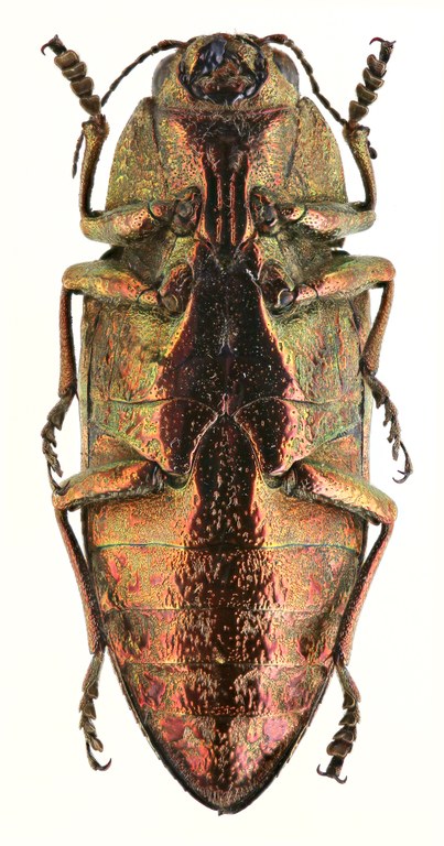 Chalcophora mariana 51862zs70.jpg Chalcophora mariana 51862zs70.jpg