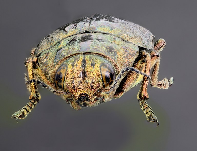 Chalcophora mariana 51871zs12.jpg Chalcophora mariana 51871zs12.jpg