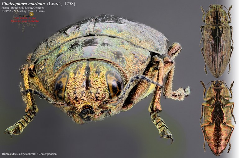 Chalcophora mariana.jpg Chalcophora mariana.jpg