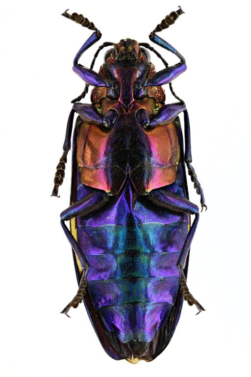 Chrysochroa rugicollis rugicollis 50305zs14.JPG Chrysochroa rugicollis rugicollis 50305zs14.JPG