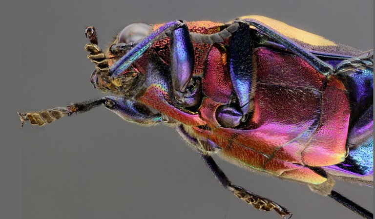 Chrysochroa rugicollis rugicollis 50378zs23.JPG Chrysochroa rugicollis rugicollis 50378zs23.JPG
