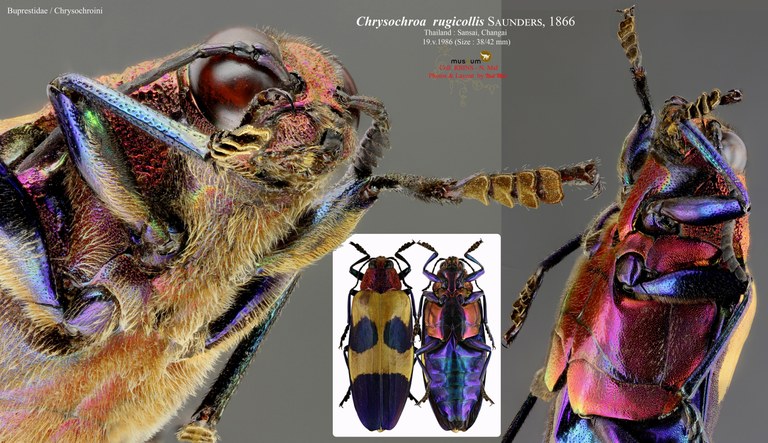 Chrysochroa rugicollis rugicollis.jpg Chrysochroa rugicollis rugicollis.jpg