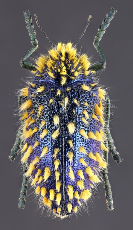 Julodis viridipes 51366zs98.jpg Julodis viridipes 51366zs98.jpg
