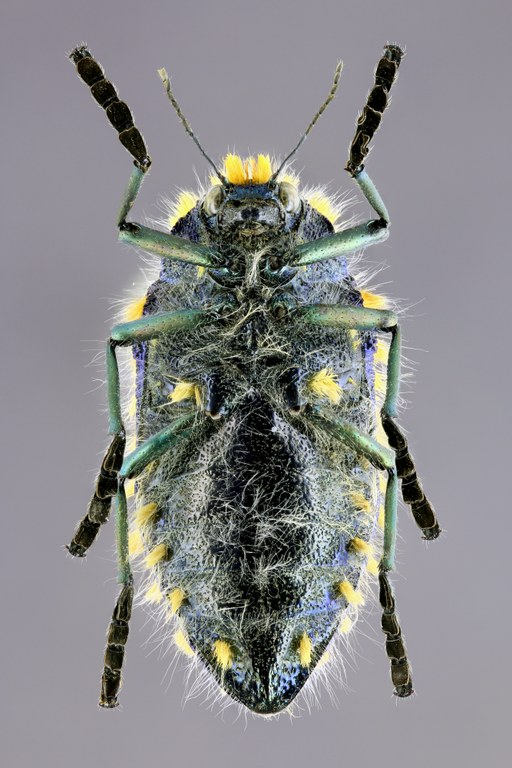 Julodis viridipes 51399zs18.jpg Julodis viridipes 51399zs18.jpg