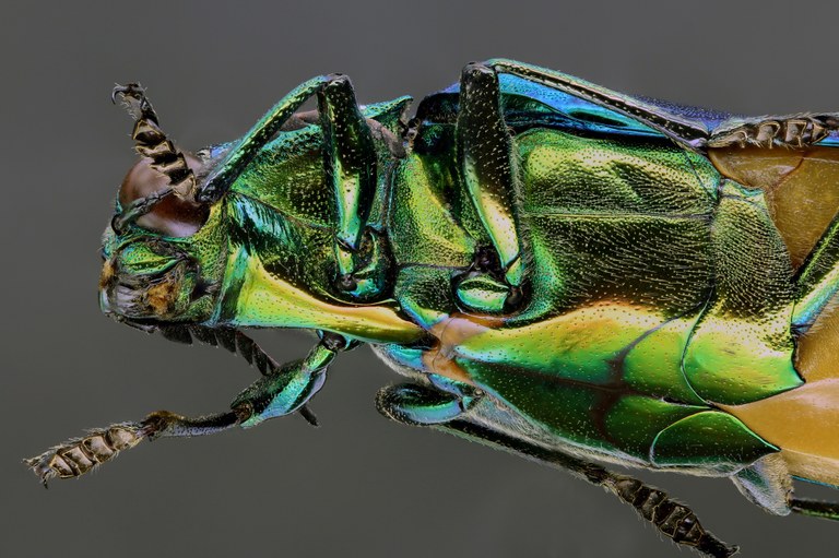 Megaloxantha daleni 50607zs32.jpg Megaloxantha daleni 50607zs32.jpg