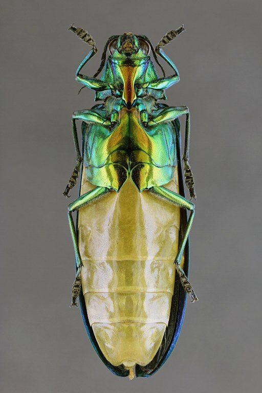 Megaloxantha daleni 50642zs50.jpg Megaloxantha daleni 50642zs50.jpg