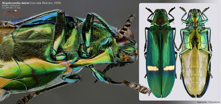 Megaloxantha daleni.jpg Megaloxantha daleni.jpg