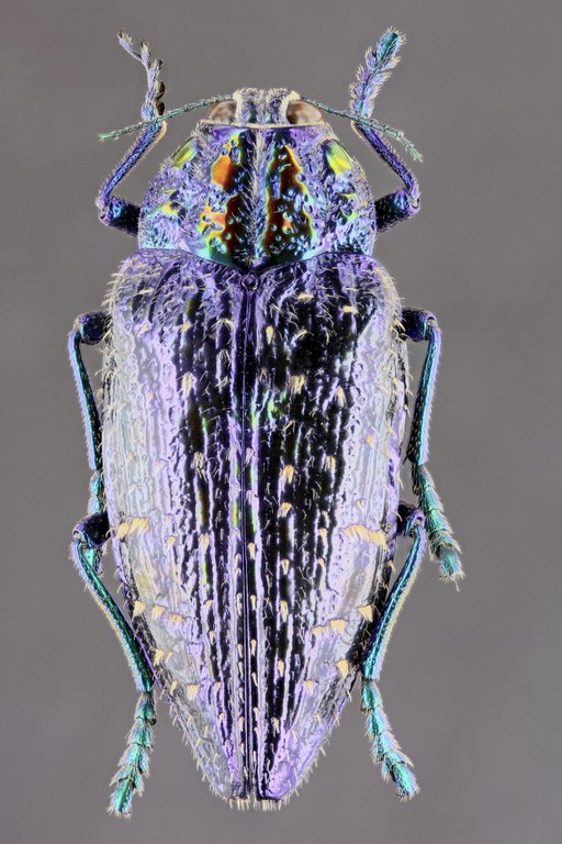 Polybothris sumptuosa 51521zs37.jpg Polybothris sumptuosa 51521zs37.jpg