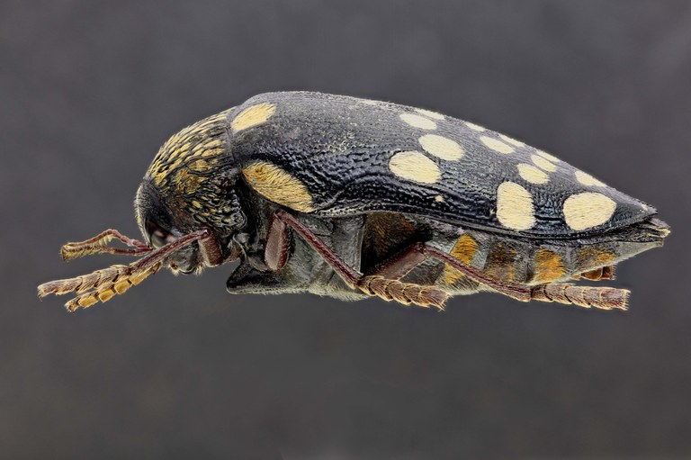 Sternocera boucardi 56724zs44.jpg Sternocera boucardi 56724zs44.jpg