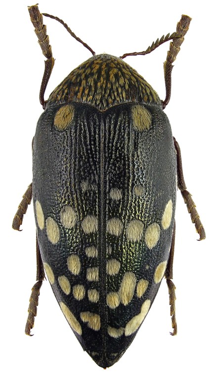 Sternocera boucardi 73586cz99.jpg Sternocera boucardi 73586cz99.jpg