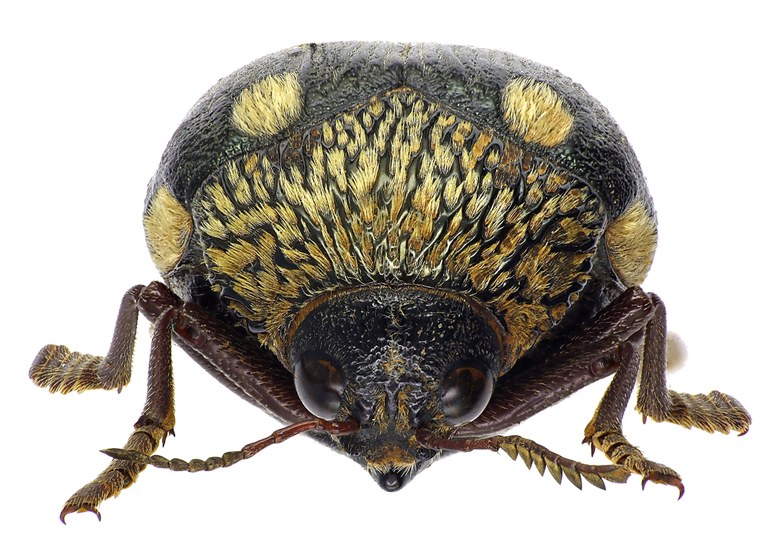 Sternocera boucardi 73600cz24.jpg Sternocera boucardi 73600cz24.jpg