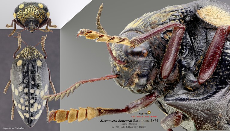 Sternocera boucardi C.jpg Sternocera boucardi C.jpg